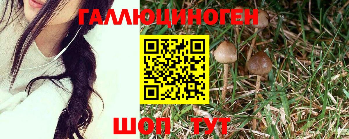 Псилоцибиновые грибы Psilocybe Советская Гавань